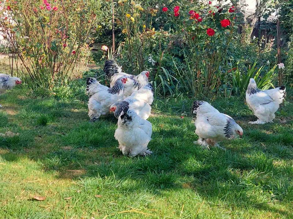 Інкубаційне яйце курей світлої брами