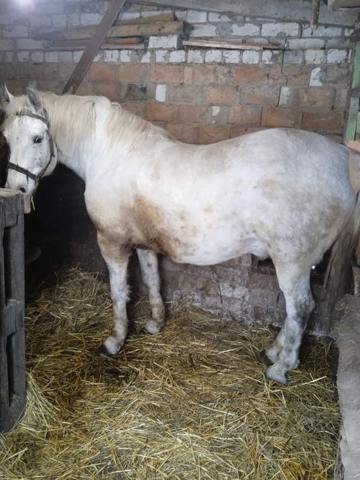 Продам хорошого робочого коня