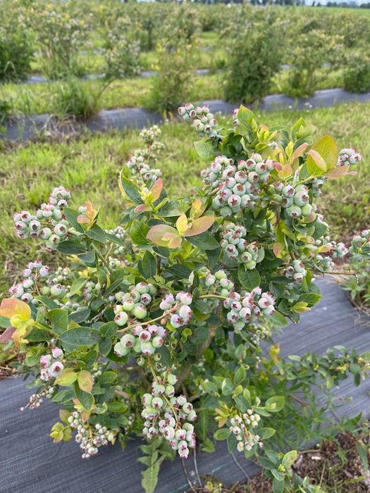 Gospodarstwo rolne 50ha