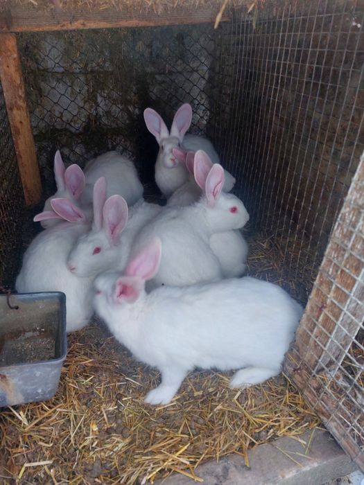 Кролі Термонська біла