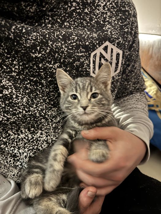 Віддам в добрі руки