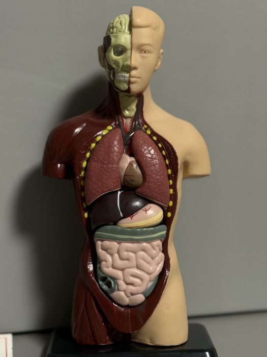 Анатомічна модель «Анатомія для школярів» 26см з буклетом англійською