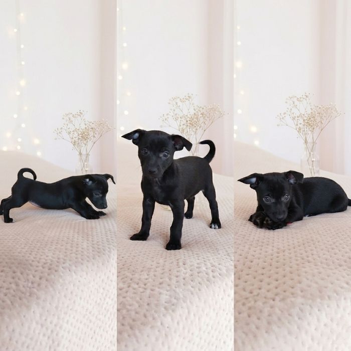 Цуценята маленької породи