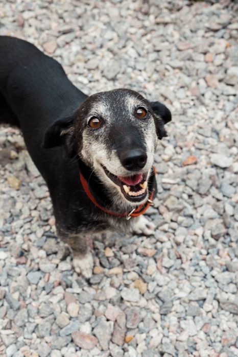 Віддаємо собачку Жулі