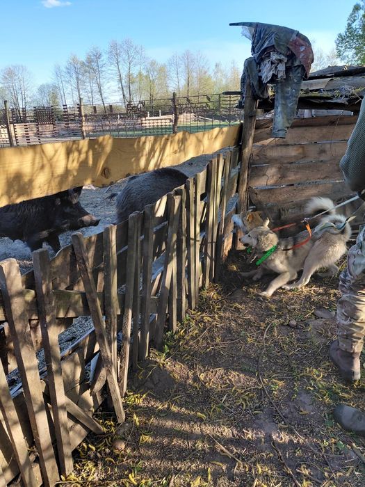 Продам молодих собак ЗСЛ західносиюірська лайка
Продаються тільки в парі!
