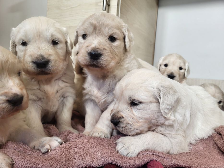 Suczka Golden Retriever  kremowa