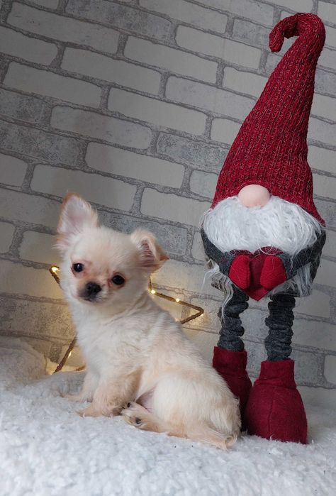 довгошерсті Чихуахуа Хлопчики з документами КСУ/FCI