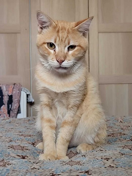 MOCOTÓ (Macho, 5 ANos) - Para Adoção