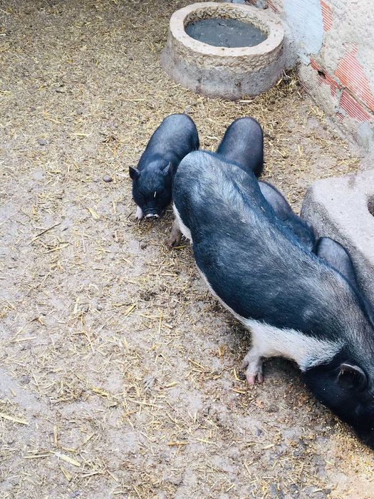 Porcos Vietnamitas - Animais de Quinta