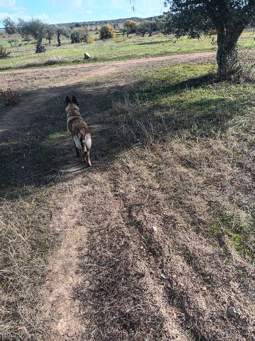 Animais de estimação