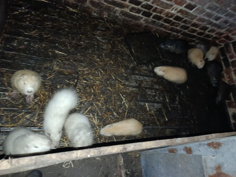 Продам м'ясо нутрій і нутрій сім'я ми