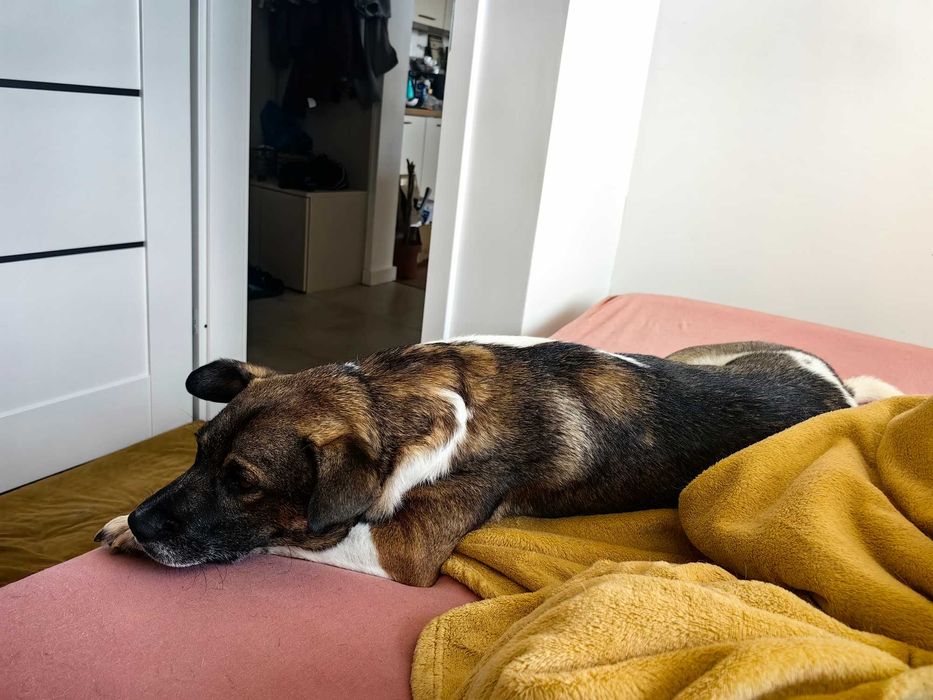 oddam psa, piesek szuka domu PILNIE