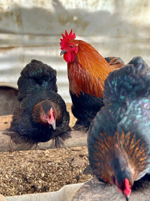 Galo e galinhas Pekin Bantam