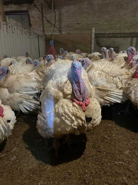 Курчата, несучки, бройлери, Індики Біг 6