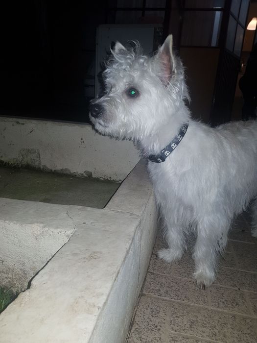 Cão meigo adoçao responsável