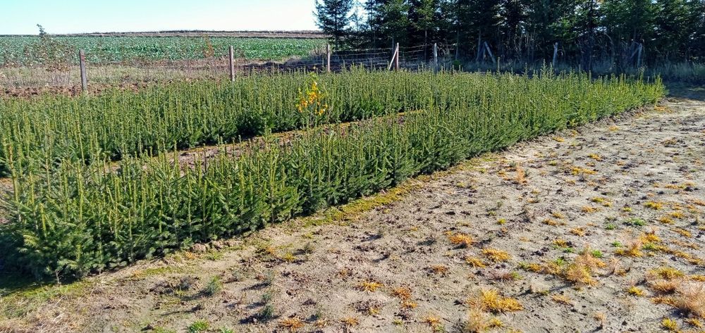 Sadzonki świerka, brzozy, jodły