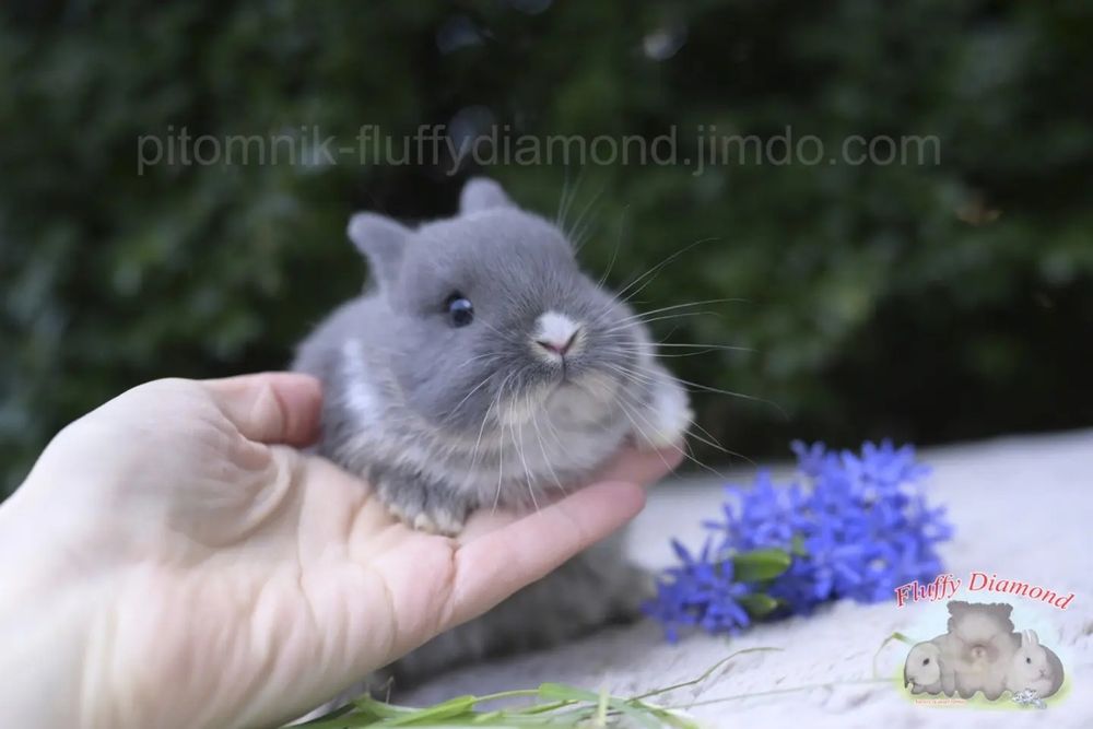Дівчинка Netherland Dwarf Rabbit (Нідерландський Карликовий Кролик)