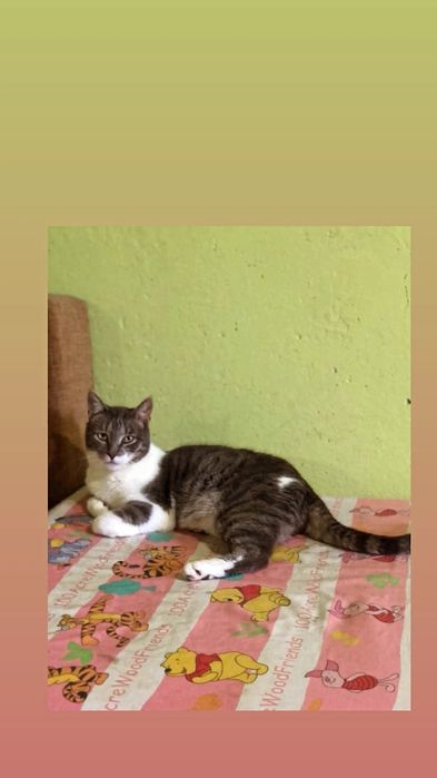 Отдам серо-белого кота, 2 года, кастрирован, привит