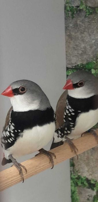 Amadyny Diamentowe; Amadyna Diamentowa