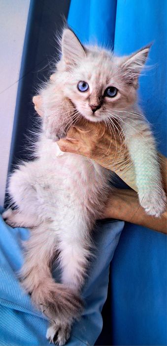 Kocurek syberyjski neva masquerade