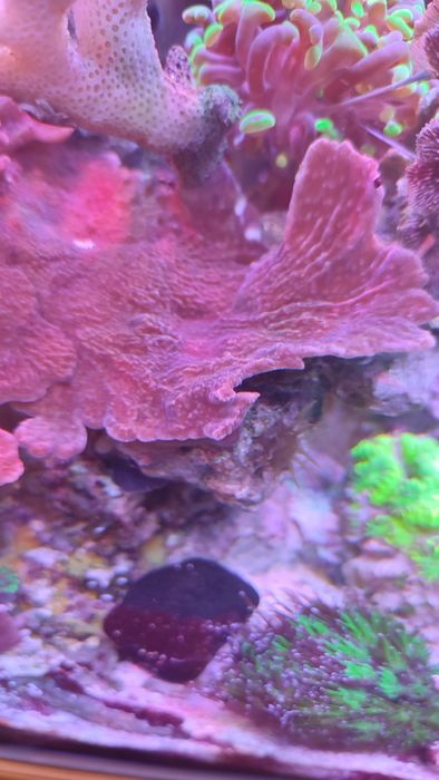 Koral morski - Montipora talerzowa czerwona