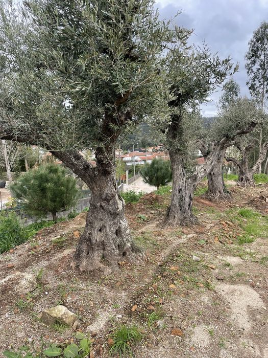 Terreno de construcao  em Santo Tirso
