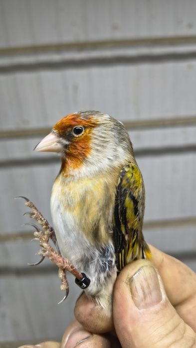 Bastardy po szczygle