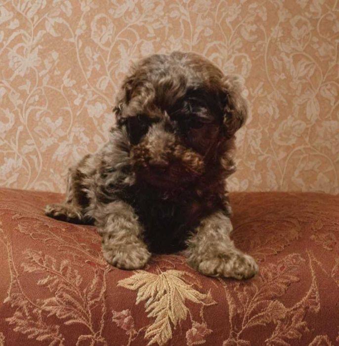 Мальчик пудель. Шоколад.