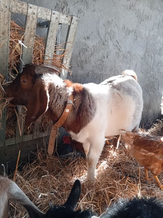 Chibo boer perto de 1 ano de idade