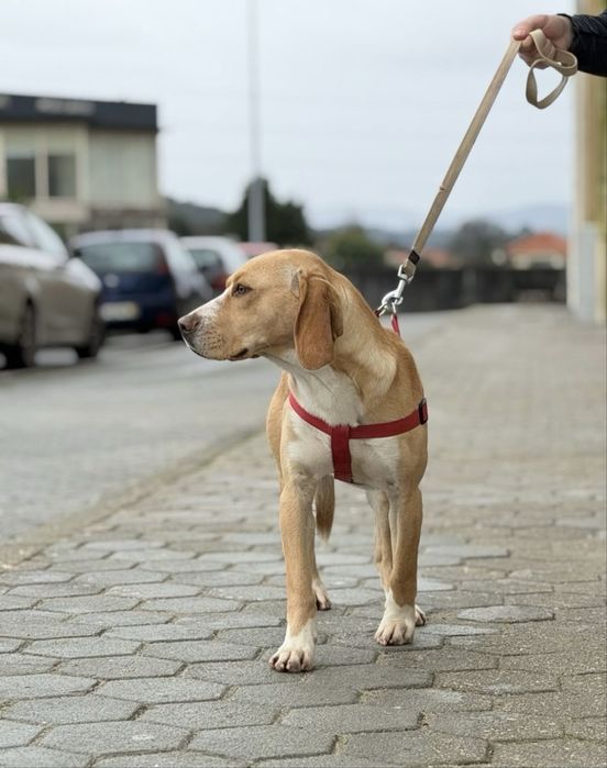 Cãozinho com 1 ano para adoção responsável