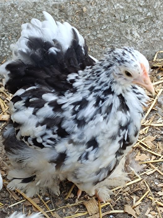 Fêmea Pekin white mottled