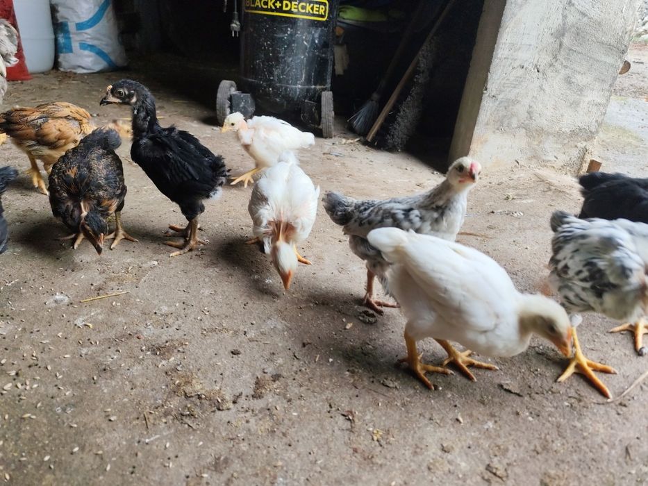 Frangos galinhas caseiras