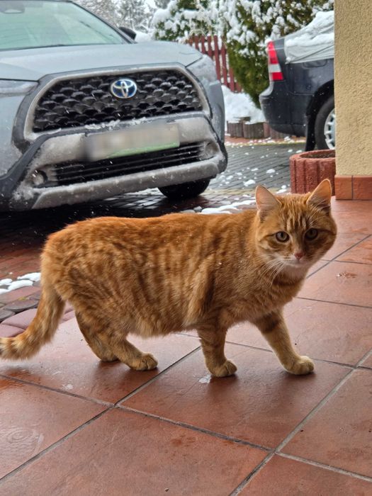 Bolek i Lola, dwa rude kociaki