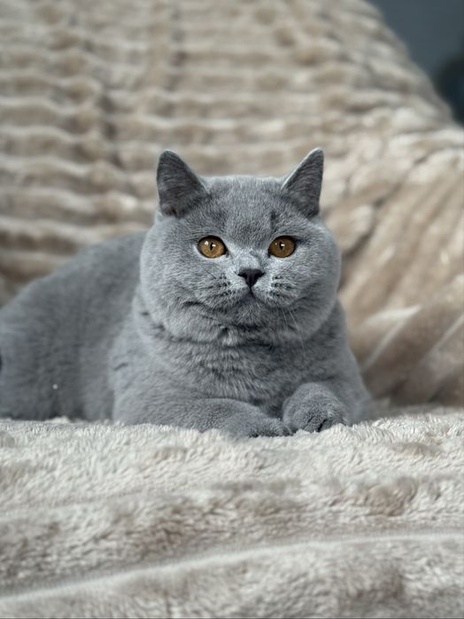 Koty brytyjskie,rodowod WCF