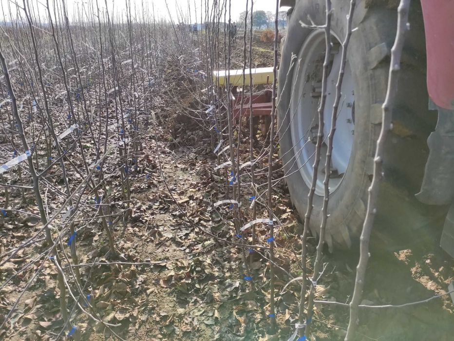 Drzewka owocowe wszystkie gatunki