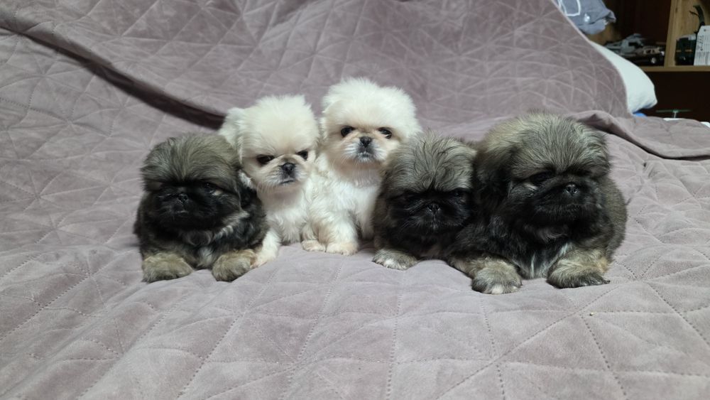 Королівський пікінес