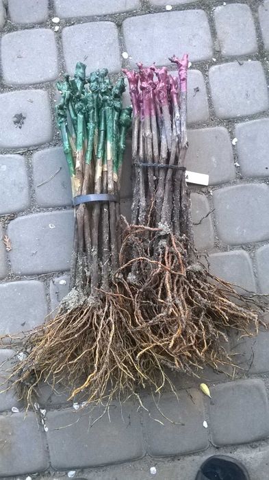 Sadzonki Winorośli odmiany przerobowe na wino