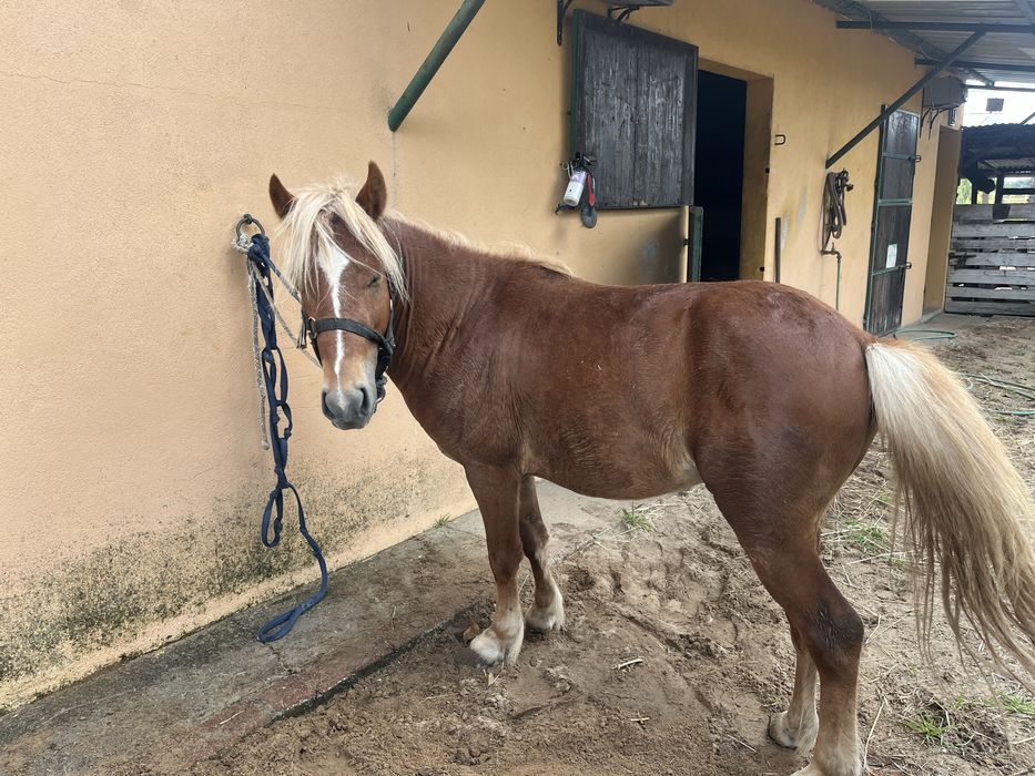 Ponei para venda