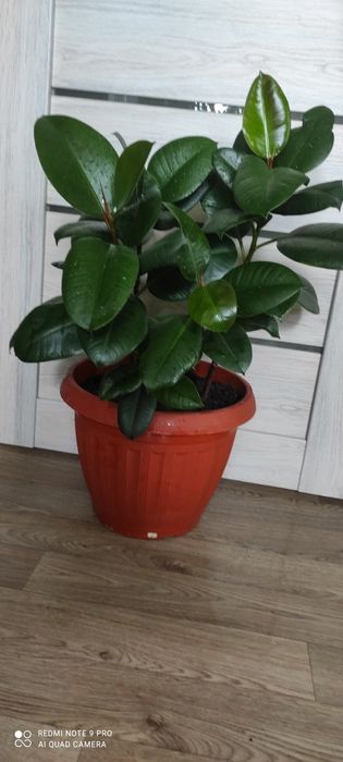 Фикус эластик  крупное растение