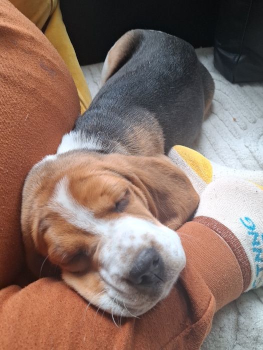 Pies w typie rasy Beagle.