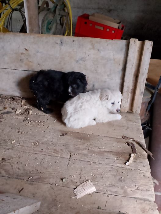 Piesek  mały średni urwis