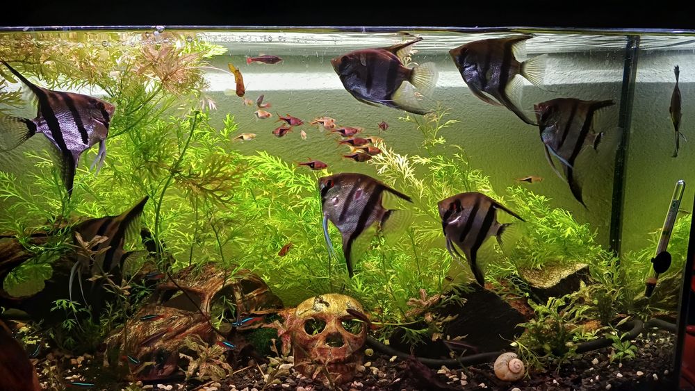 Skalary dorosłe 2 letnie