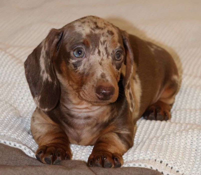 Jamnik Choco Merle Piesek