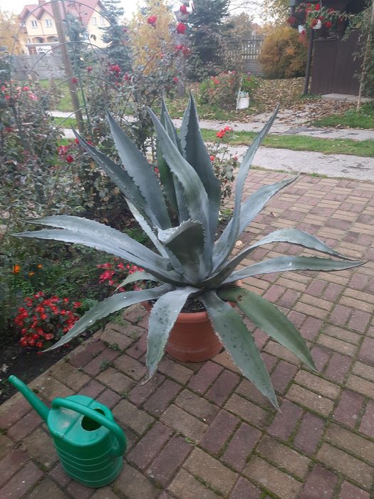 Sprzedam piękna agawe