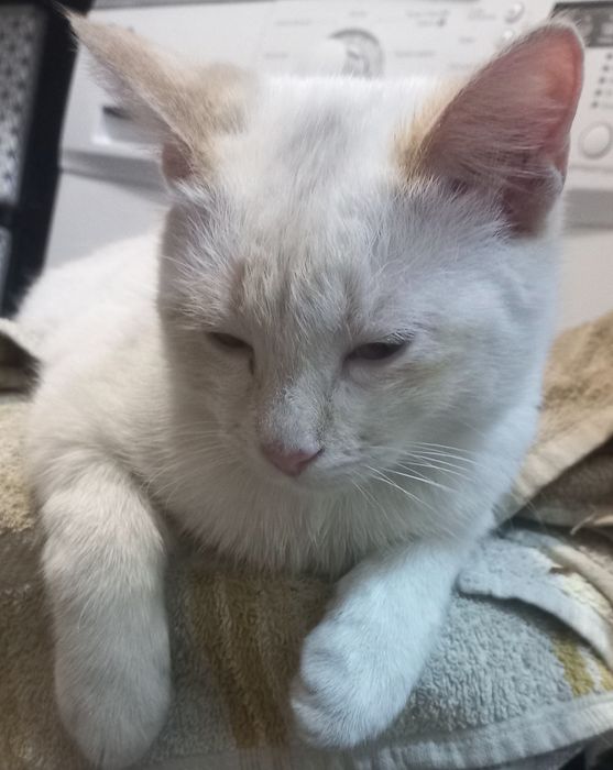 Віддам котика в добрі руки