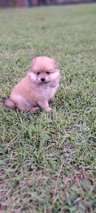 Spitz alemão lindo