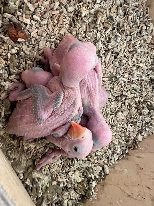 RING NECK BEBÉS 4 AVES