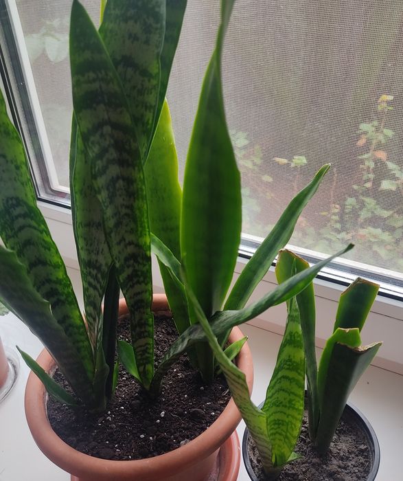 КВІТИ кімнатні фікус, сансів'єра, грошове дерево,бегонія,секуленти тещ