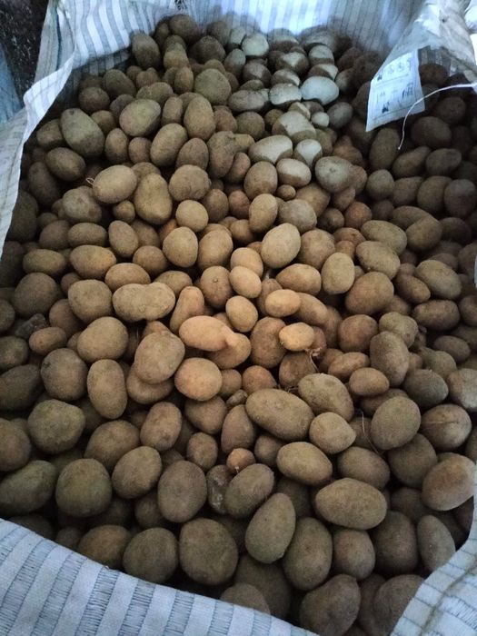 Sprzedam ziemniaki wielkości sadzeniaka