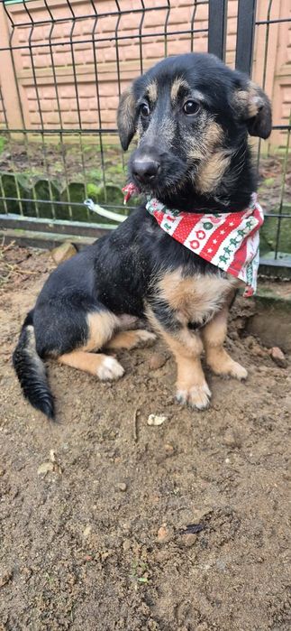 Kochana, młodziutka suczka dla kochających ludzi